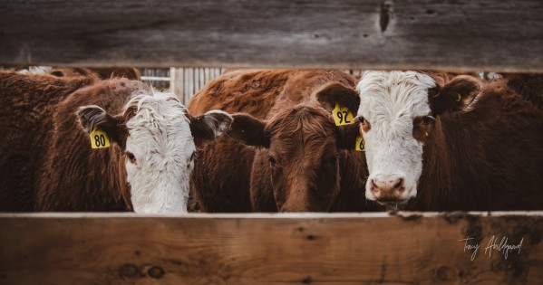 Cow Friends Hi Res   A3 by Tracy Abildgaard